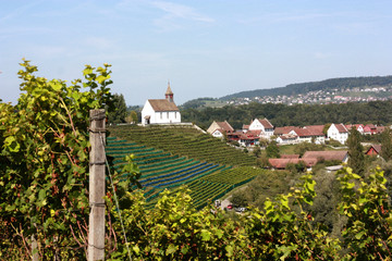 Vineyard and monastery in the village of Rheinau in Switzerland. Field with vineyard, church, monastery