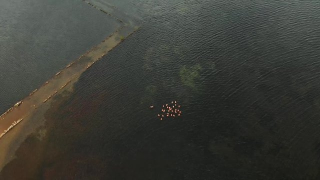 Aerial footage of a salt lake with flamingos wading in the water