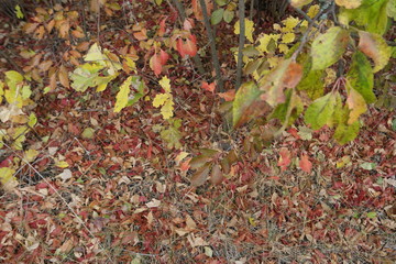 autumn leaves background