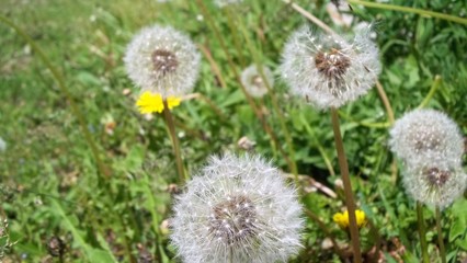 dandelion in grass