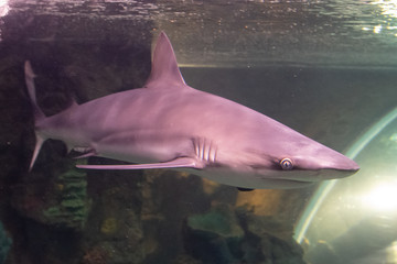 Naklejka premium Tiburón