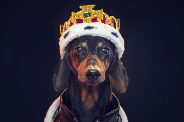 Black and tan adorable dachshund dog in a royal mantle and a crown on the stage