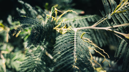 Fern