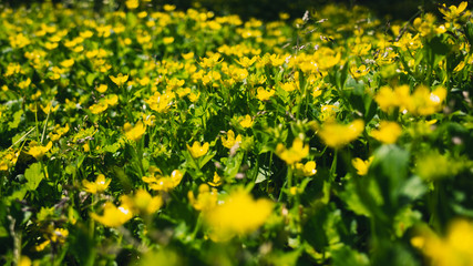 field of yellow flowers