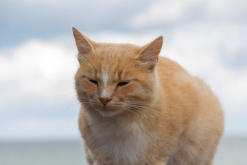 Red cat sleeps on the street on a sunny day.