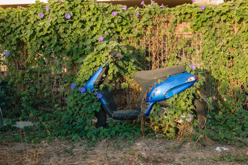 Old rusty scooter overgrown with ivy