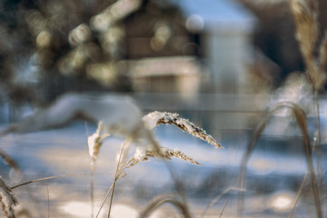 a sprig of grass tilted from the weight of snow on a blurred background