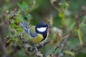 Fototapeta premium blue tit on a branch