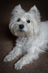 Cute West Highland White Terrier looks to the camera
