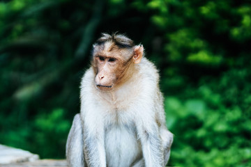 Monkey sitting in the forest 