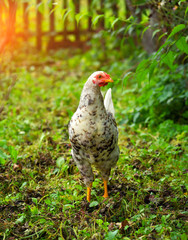 Hen in field organic farm. Free range chicken on a farm yard.