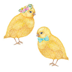 Watercolor hand drawn yellow chiken couple. Colorful easter bird on white background set. Cute holiday illustration with chikens baby. Element for your design for invitation, poster, card.