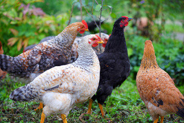 Hens in field organic farm. Free range chickens on a lawn