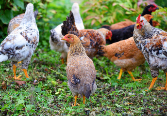 Hens in field organic farm. Free range chickens on a lawn