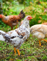 Hens in field organic farm. Free range chickens on a lawn