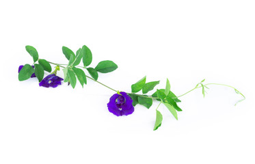 Butterfly pea flower with green branch on white background, herb and medical concept
