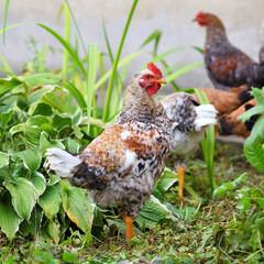 Hens in field organic farm. Free range chickens on a lawn