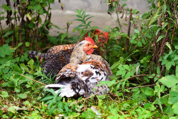 Hens sitting on the green grass. Free range chicken on a farm yard.
