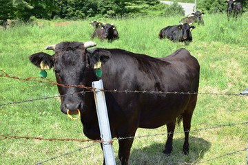 牛の放牧 高原牧場