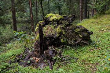 Vermodernder Baumstamm im romantisch schönen Nationalpark Bayrischer Wald , welcher als erster Natiopnalpark Deutschlands  durch seine Urwälder geprägt ist