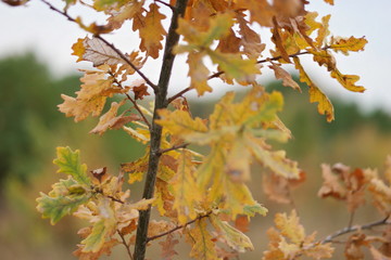 autumn leaves