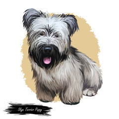Skye Terrier lap dog tiny pet of small size digital art. Puppy looking in distance breeding domestic animal closeup watercolor portrait