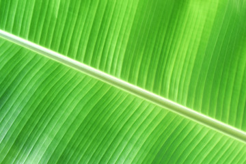 green banana leaf texture