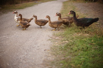brown domestic ducks graze on a country road on an autumn cloudy day