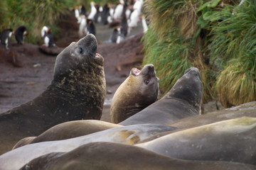 Fototapeta premium Southern elephant seals Macquarie Island