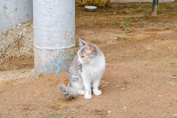 Lonely purebred cat outdoors.