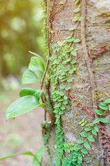 Green creeper growing en tree in forest, plant climbling