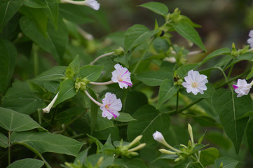 白い花びらにピンクの絞り模様が入ったオシロイバナ