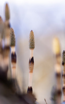 common horsetail, Equisetum arvense. Fertile shoots, in late April.