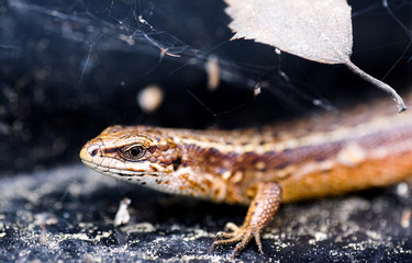 lizard with black background