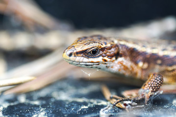 lizard closeup,  Zootoca vivipara