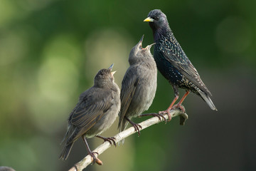 Etourneaux sansonnets