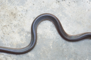Snake body on cement floor, top view, copy space
