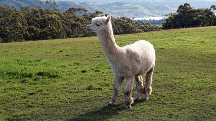 Fototapeta premium Authentic close up shot of a white llama alpaca on a green meadow on a sunny day.