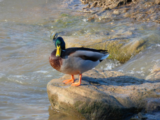 Patos en el río LLobregat, muy cerca de la desembocadura con el mar mediterráneo