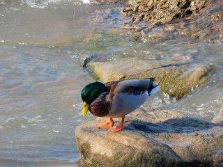 Patos en el río Llobregat, en el Baix Llobregat, muy cerca de la desembocadura en el mar mediterráneo
