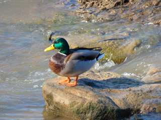 Patos en el río LLobregat, muy cerca de la desembocadura con el mar mediterráneo