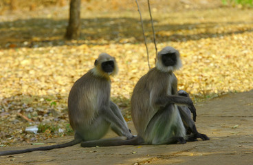 Simhavalan monkey (Lion tailed Macaque)