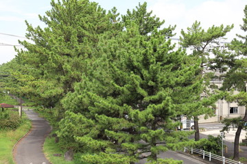 旧東海道　知立の松並木