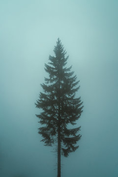 Lonely tree against sky