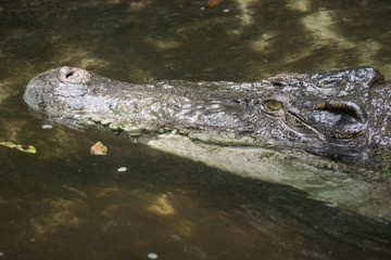 Closeup of Siamese Crocodile (Crocodylus siamensis)