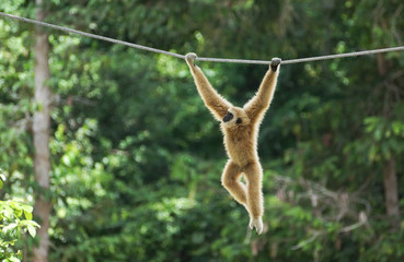 Common gibbon, White-handed gibbon, Hylobates lar