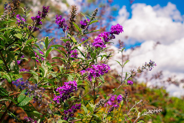 Obraz premium santa fe new mexico garden