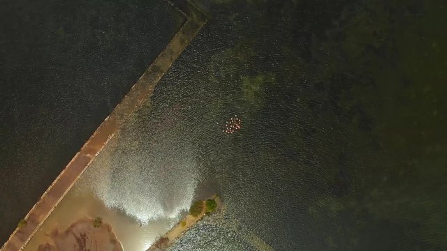 Amazing rocket aerial of flamingos at a salt lake