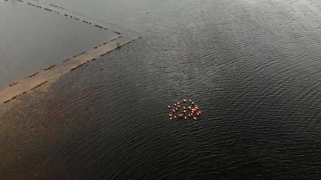Wading flamingos aerial footage at this amazing salt lake
