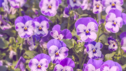 Group of white with purple color pansy flowers in spring garden